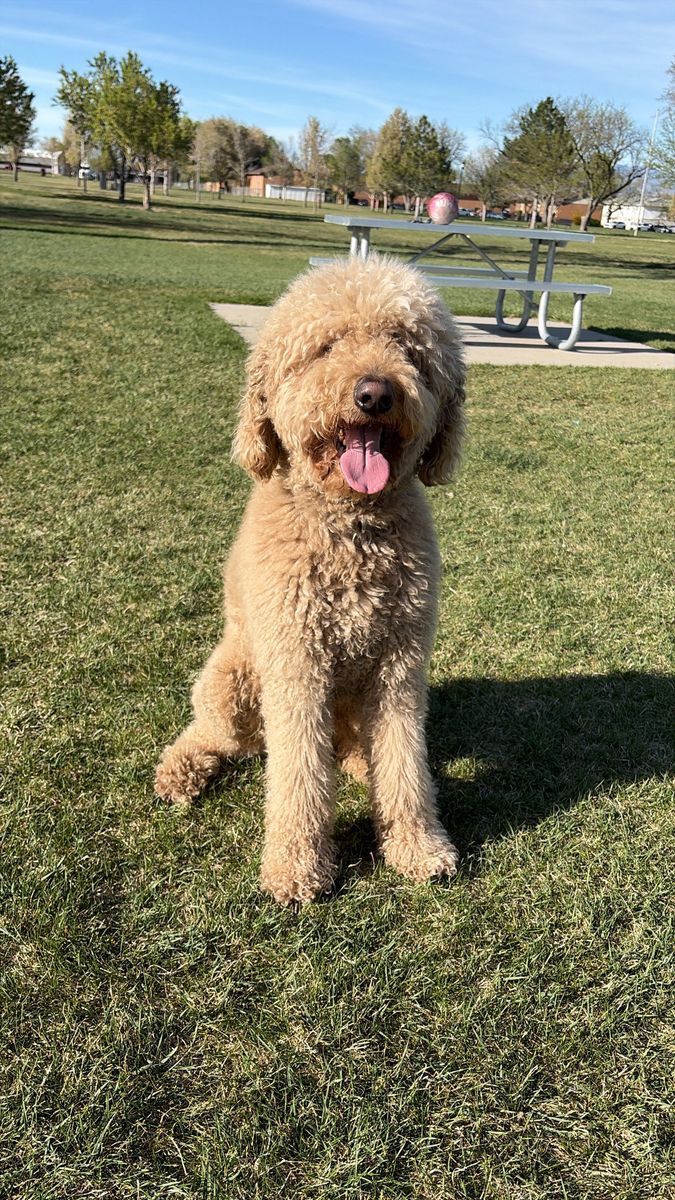 My dog ​​is looking for a girlfriend.