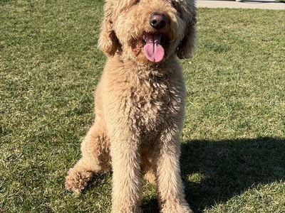My dog is looking for a girlfriend.