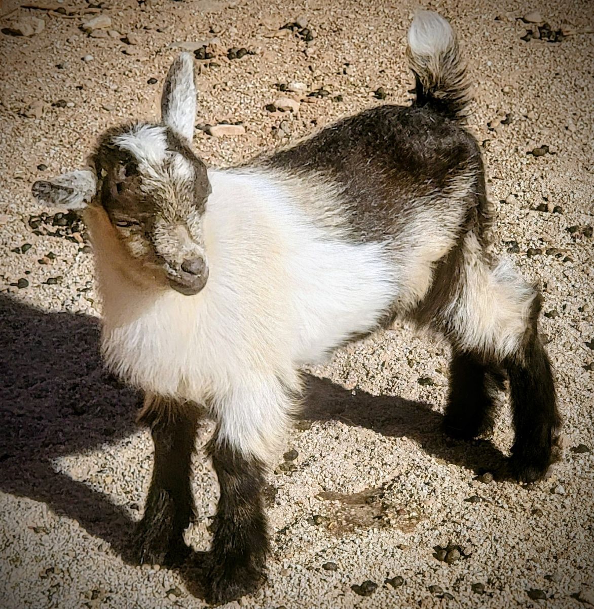 Pet wether