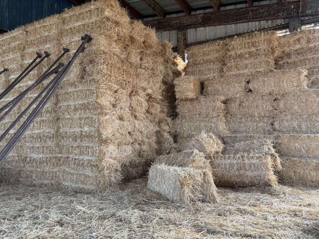 Straw Small Bales $8.00 Each