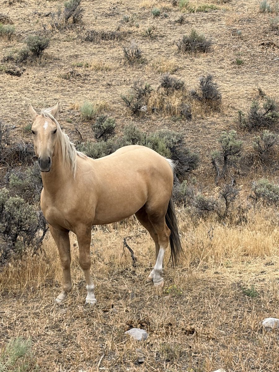 5 Year Old Palomino Gelding 