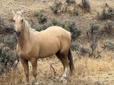5 Year Old Palomino Gelding