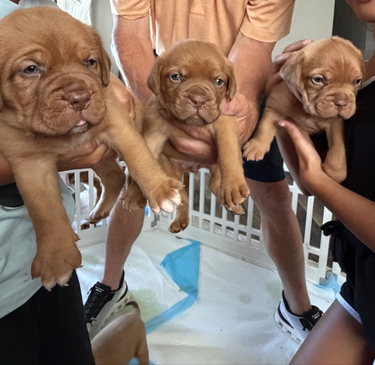 French Mastiff puppies