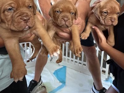 French Mastiff puppies