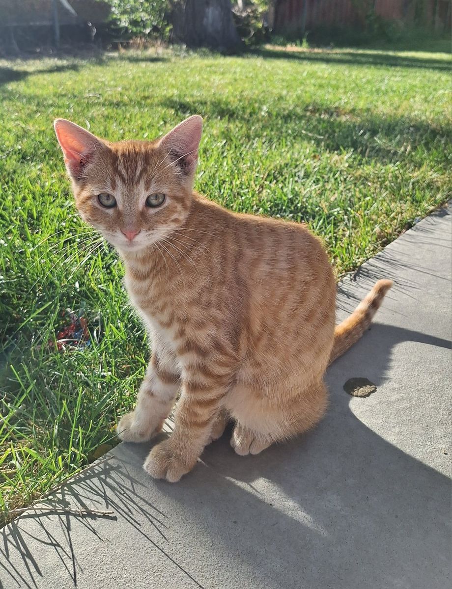 14 & 9 Week Old kittens!!!