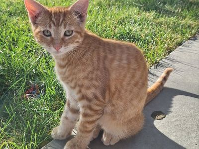 14 & 9 Week Old kittens!!!