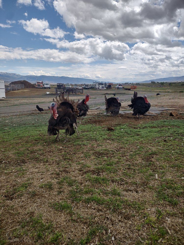 young heritage toms turkey