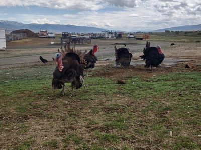 young heritage toms turkey