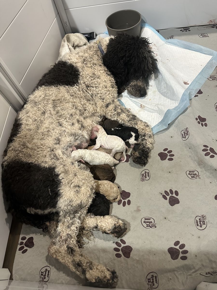 Standard Poodle Puppies 8 Girls 1 Boy