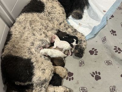 Standard Poodle Puppies 8 Girls 1 Boy