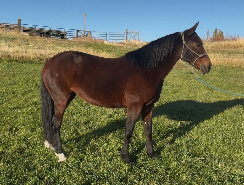 6 Yr Grade Mare