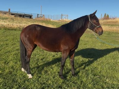 6 Yr Grade Mare