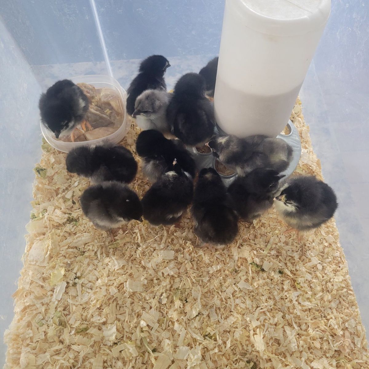 Brand new straight run chickies!