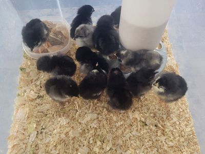 Free straight run chickies!