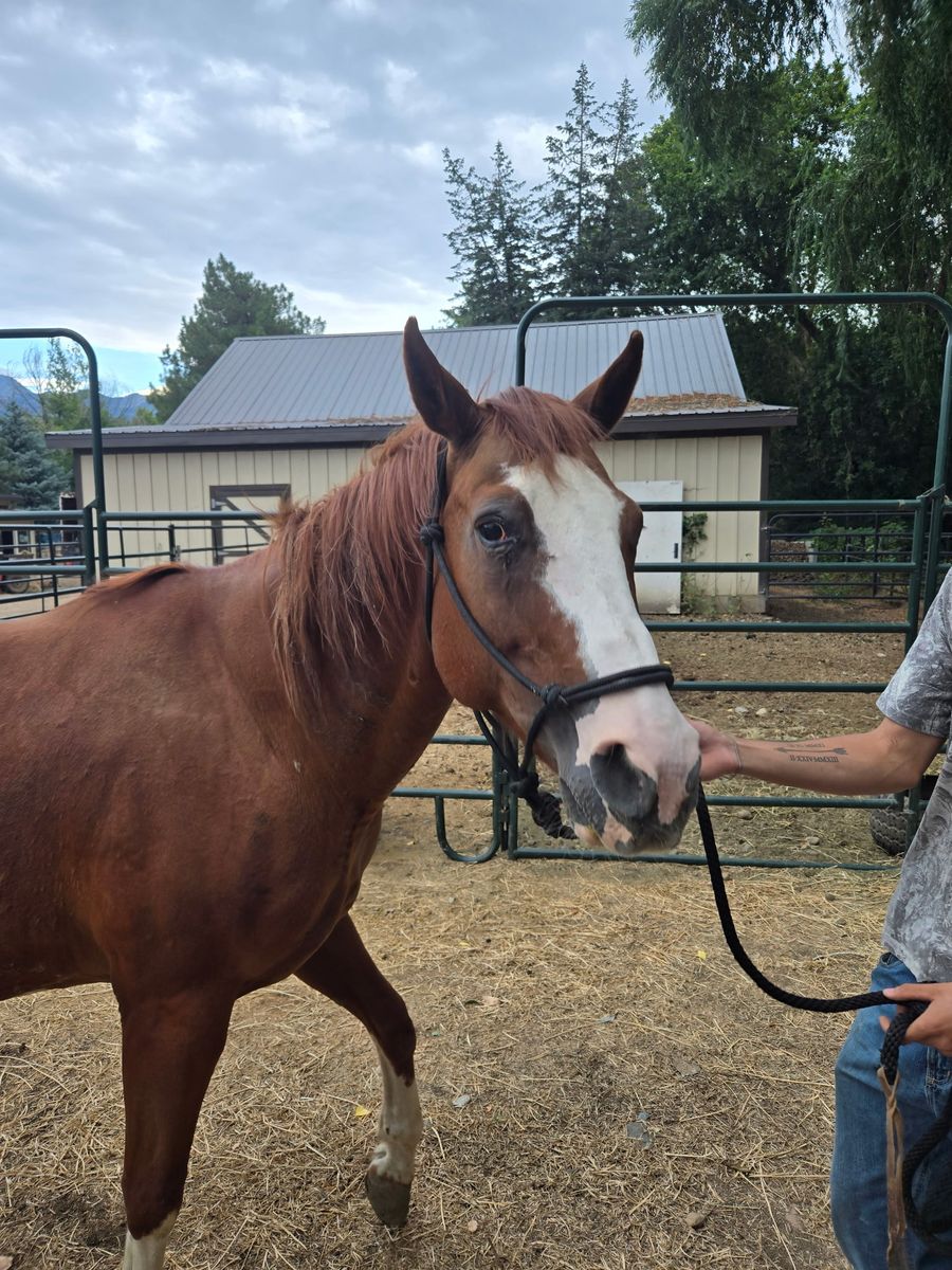 Quarter Horse Gelding Sorrel White Markings