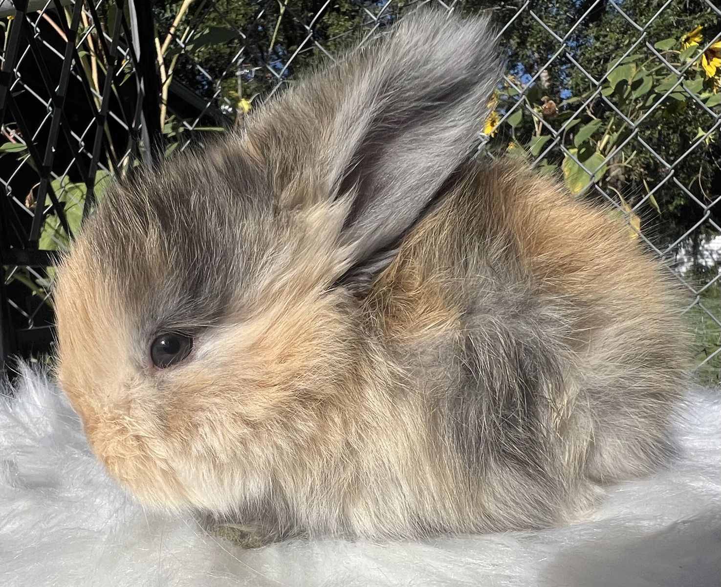 Reserve your English Angora baby today 