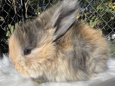 Reserve your English Angora baby today