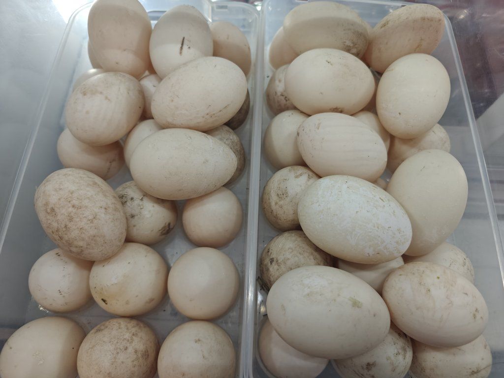 Fresh duck eggs