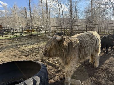 Highland Bull
