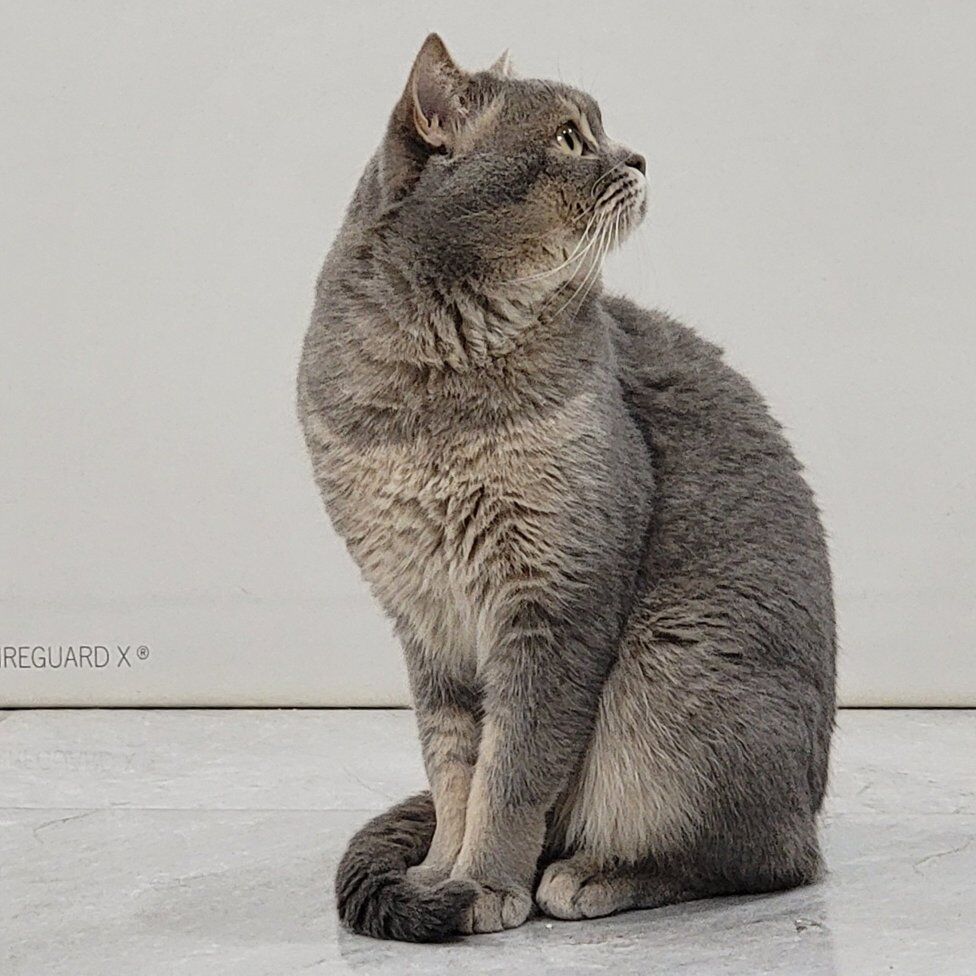 STUD: Scottish Straight for stud services