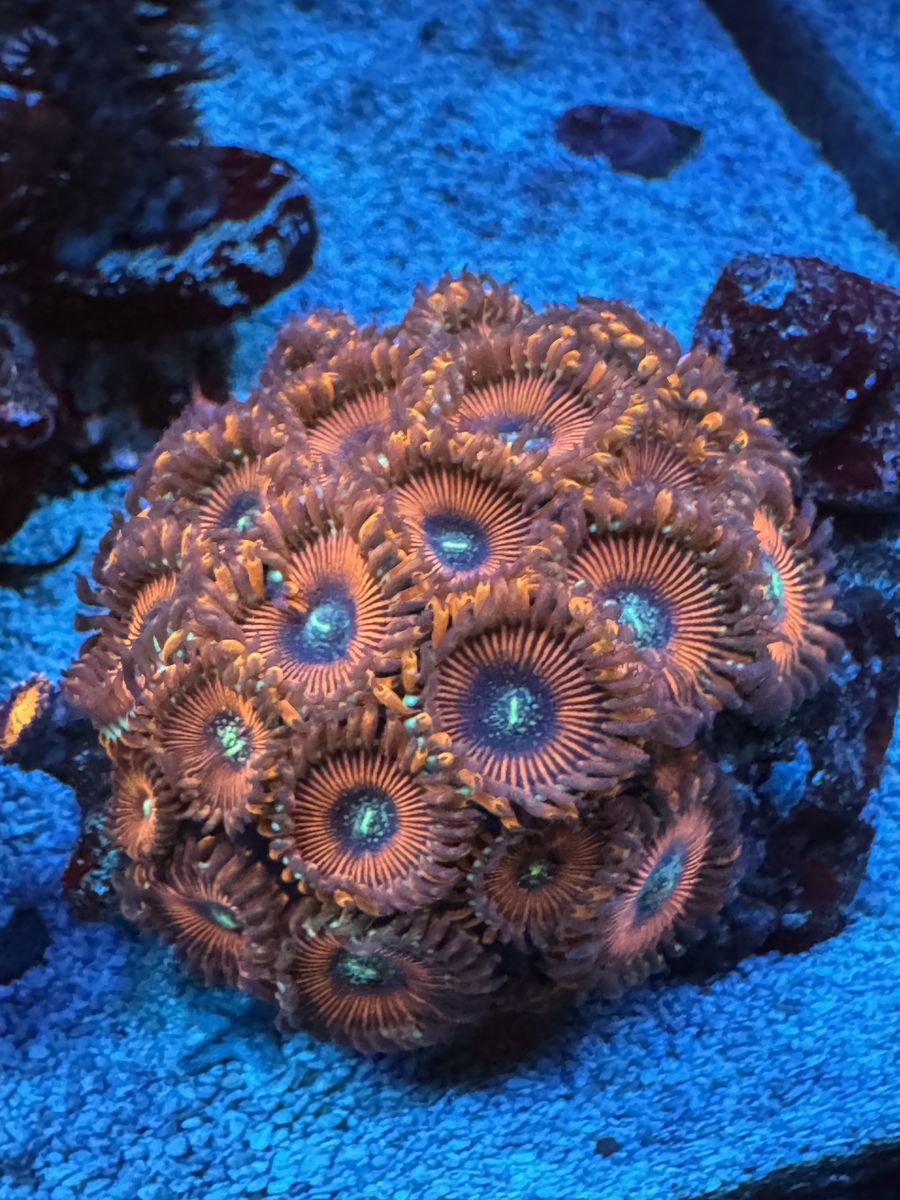 Zoas Mushrooms And Sponge