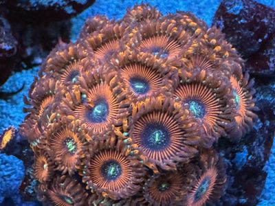 Zoas Mushrooms And Sponge