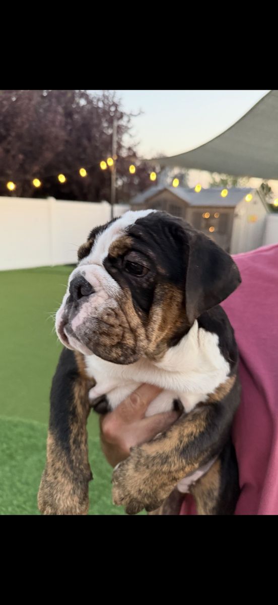 Last Two Amazing AKC English Bulldogs