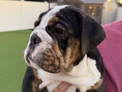 Last Two Amazing AKC English Bulldogs