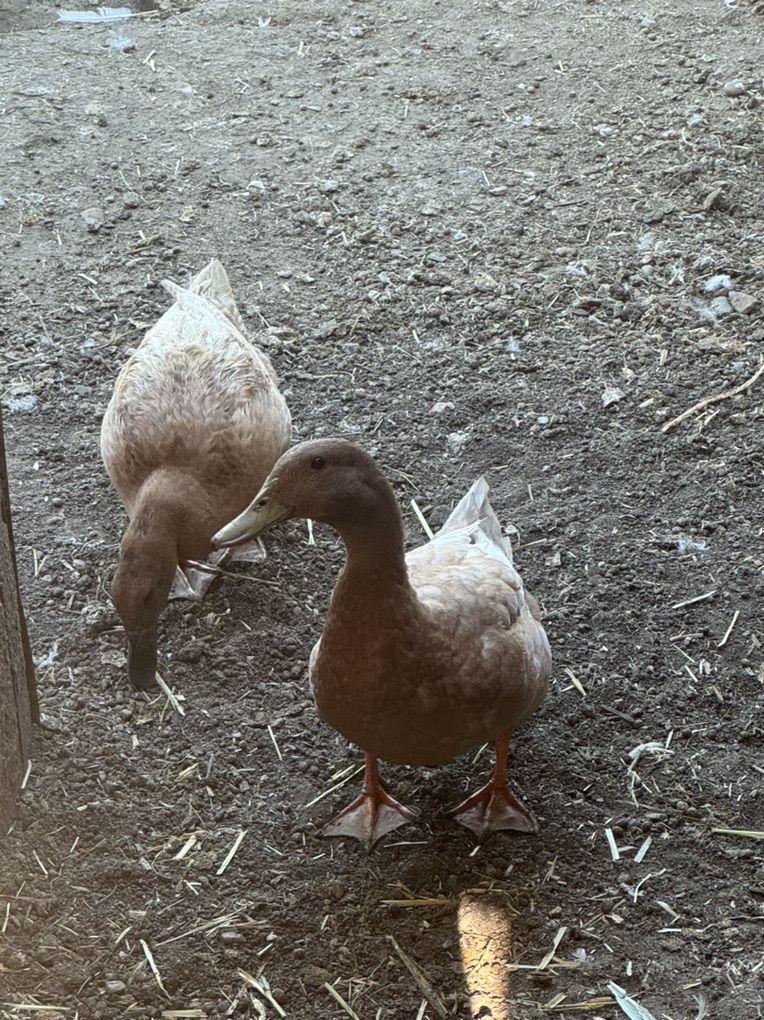 Khaki Campbell Ducks