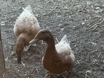 Khaki Campbell Ducks