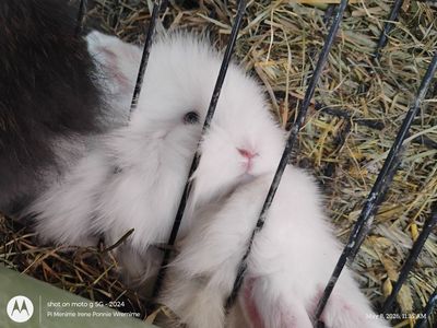 $5 bunnies