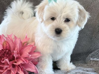 Darling Coton de Tulear Puppies!