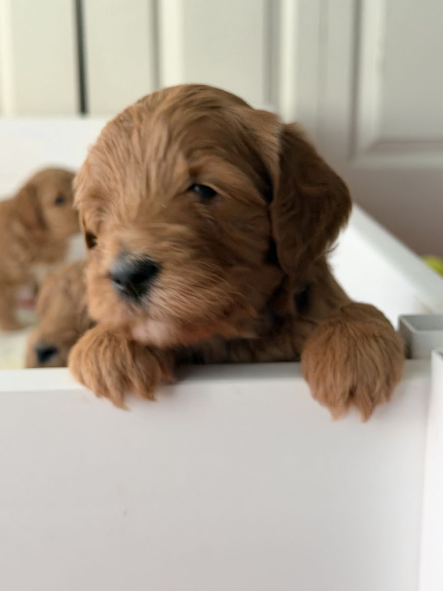 ENGLISH GOLDENDOODLES mini medium
