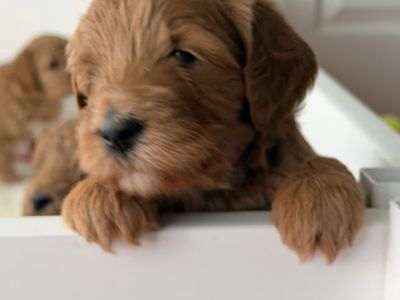ENGLISH GOLDENDOODLES mini medium