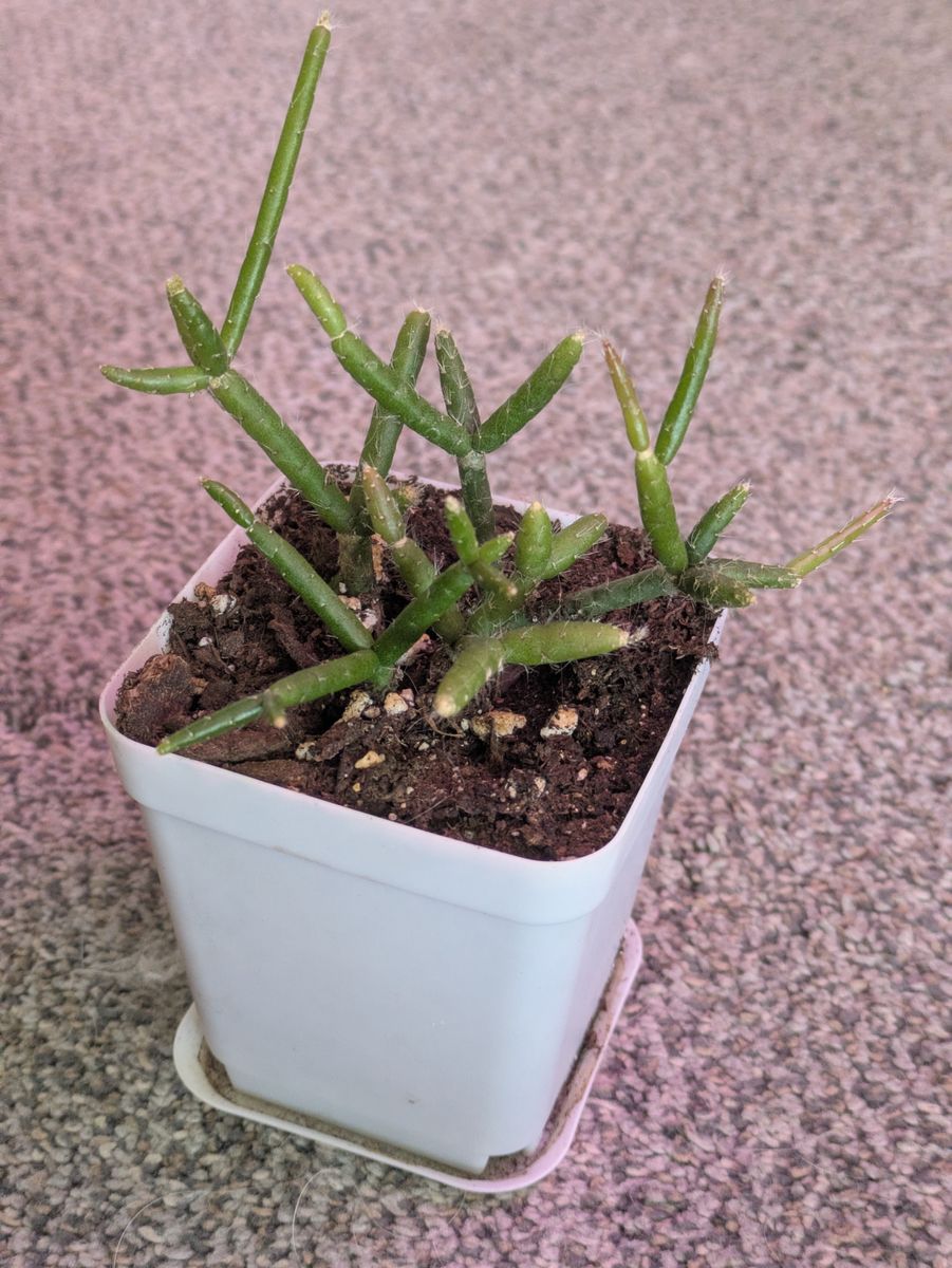 Mistletoe cactus rhipsalis cactus house plant