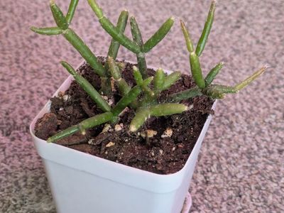 Mistletoe cactus rhipsalis cactus house plant