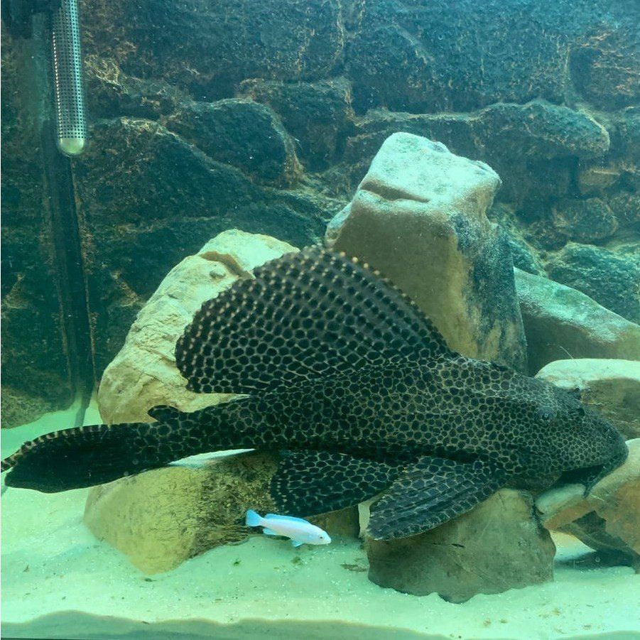 Hi fin pleco 15 inch