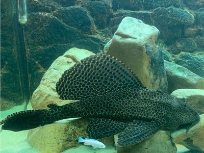 Hi fin pleco 15 inch