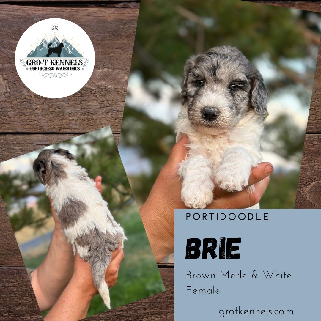 Portidoodle Puppies (Portuguese water dog X Poodle