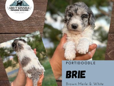 Portidoodle Puppies (Portuguese water dog X Poodle