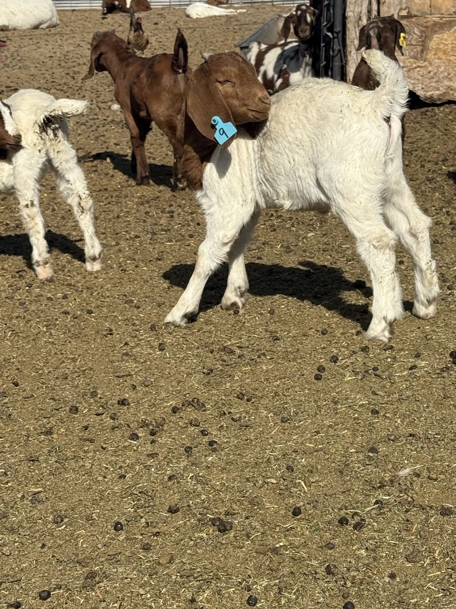 Boer Bucklings