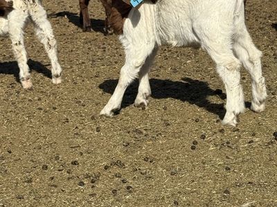 Boer Bucklings