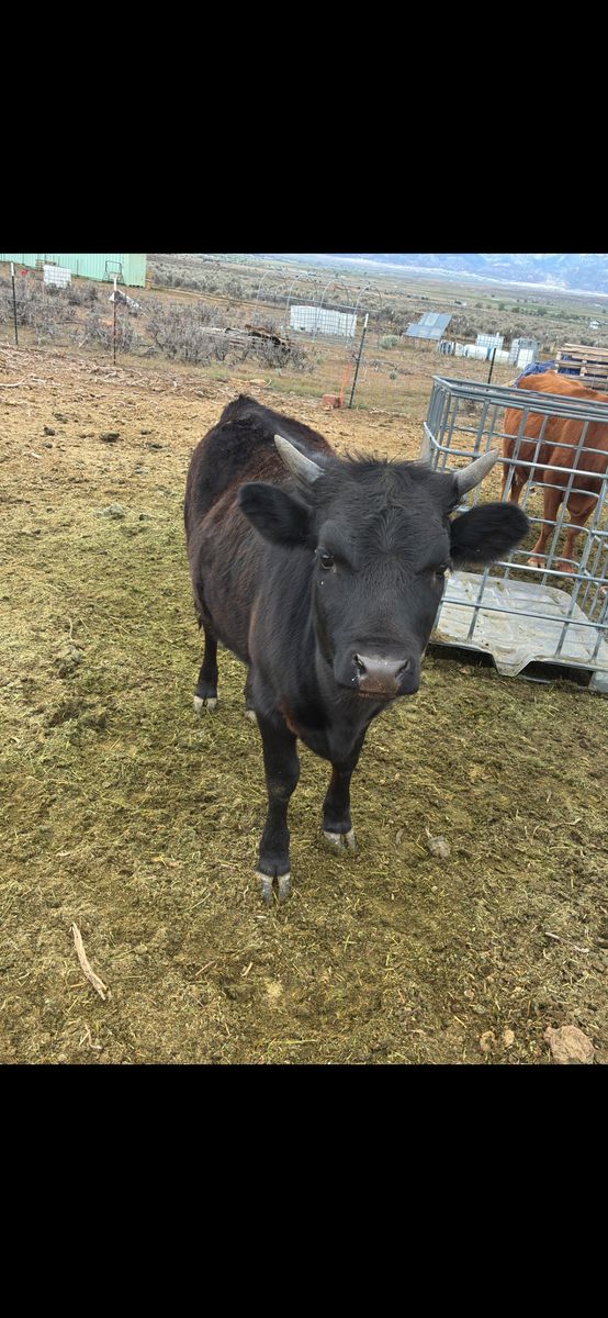 Dexter Heifer calf