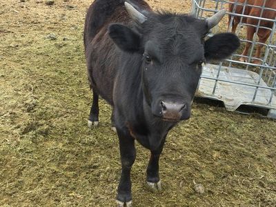 Dexter Heifer calf