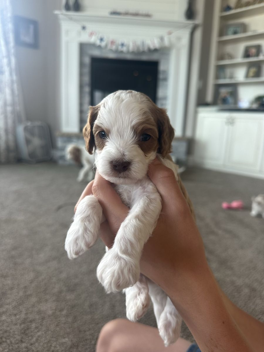 Adorable F1B Cavapoo Puppies - Sweet Temperament, White & Brown, Male