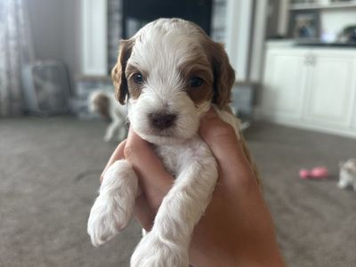 Adorable F1B Cavapoo Puppies - Sweet Temperament, White & Brown, Male