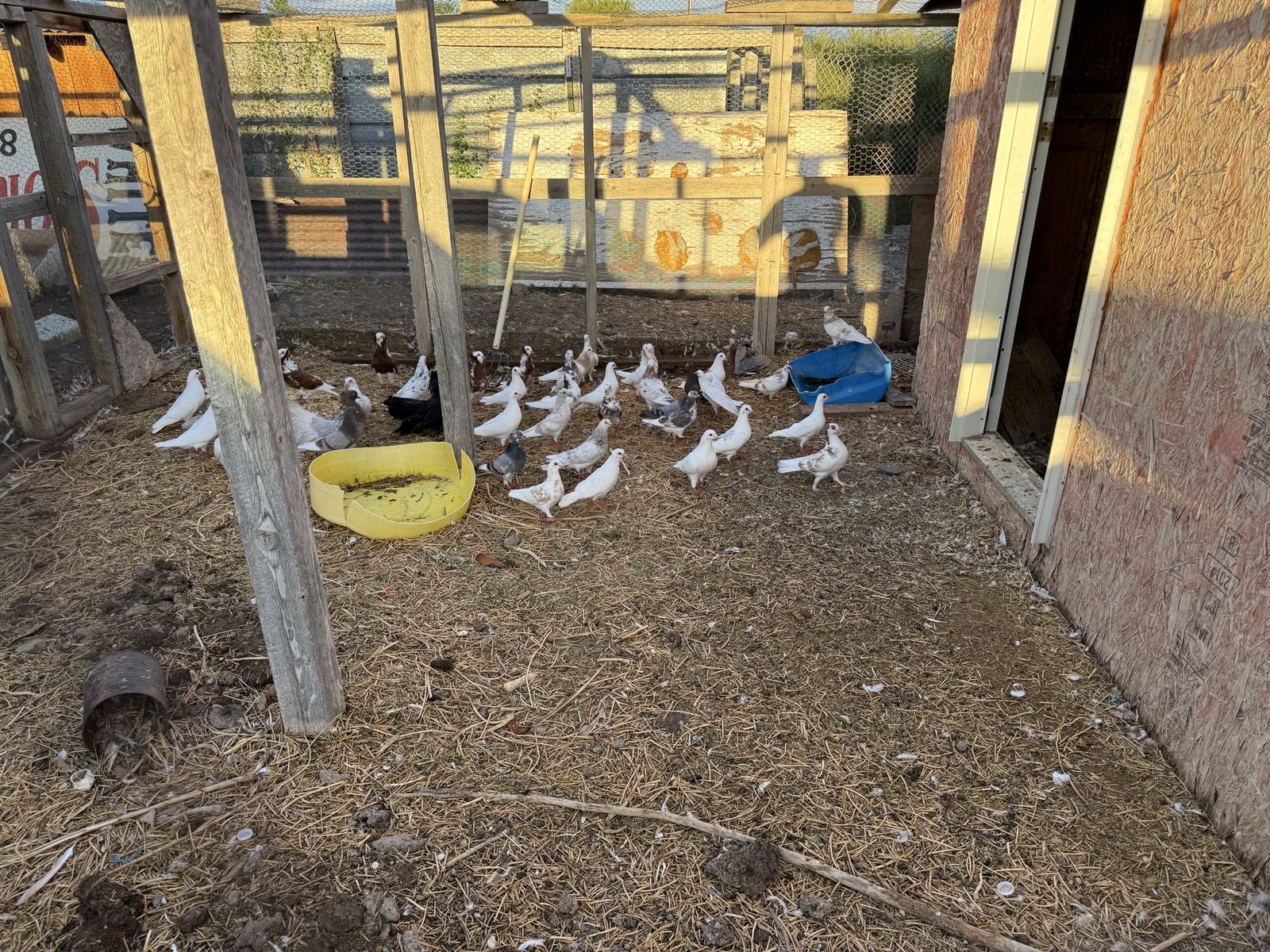 40 Pigeons for sale