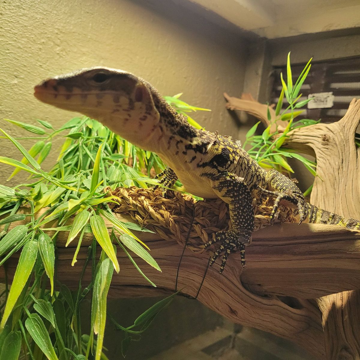 Baby Asian Water Monitor Lizard with Full Enclosure Setup