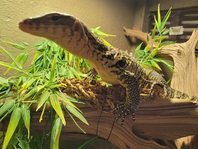 Baby Asian Water Monitor Lizard with Full Enclosure Setup