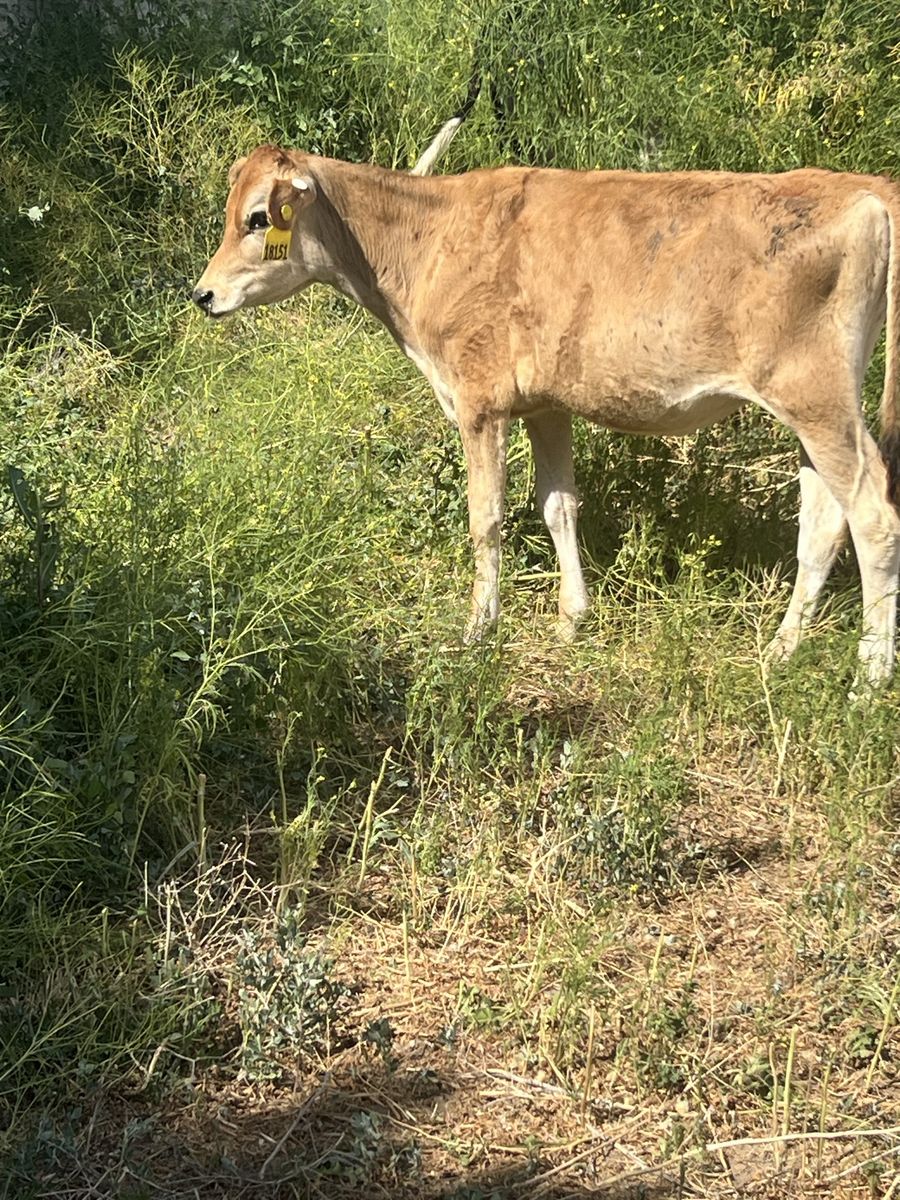 Calves